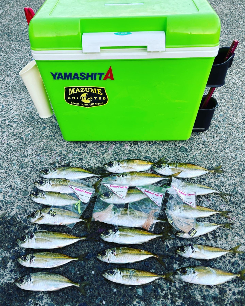 ポツポツアジング【若狭湾】