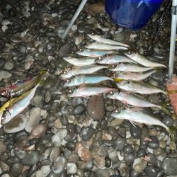 ちょい投げサビキ