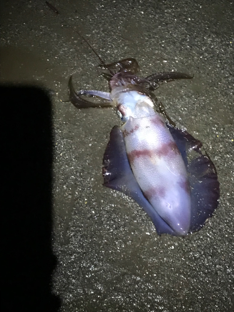 アオリを今日こそは。