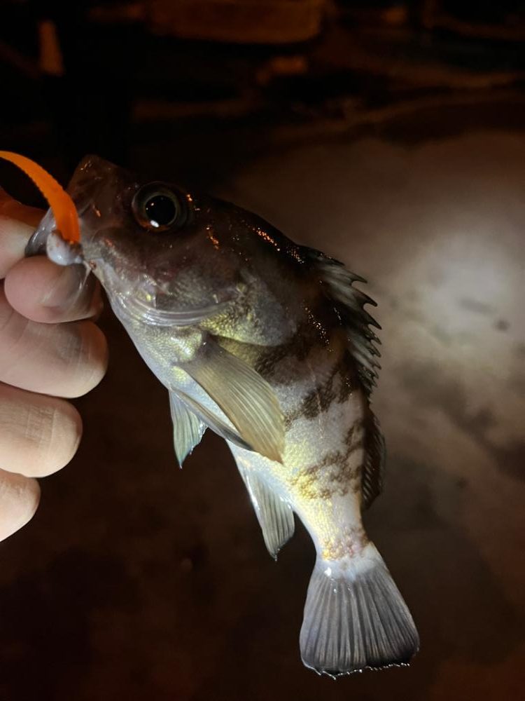 メバリングなんだけどなぁw