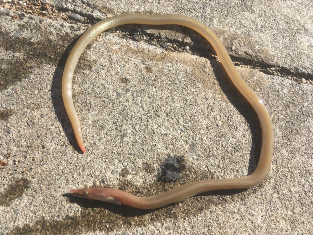 チヌ納め　釣り納め