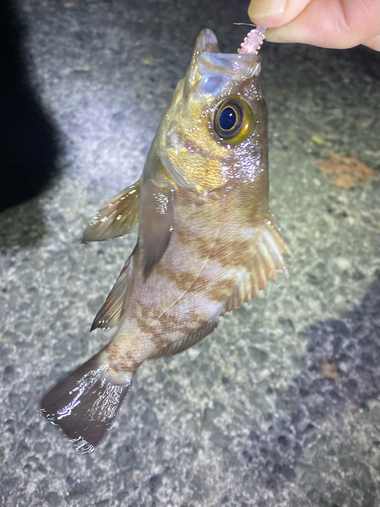 アから始まりジで終わる