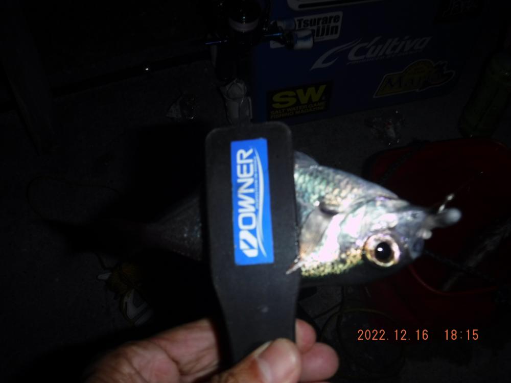 ジグヘッド五目