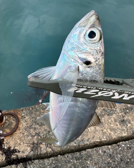 アジ・サバ祭り会場へ