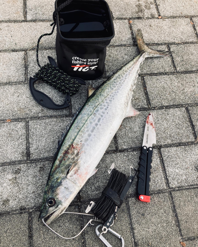 湾奥リベンジャーズ。青牙59cm。。