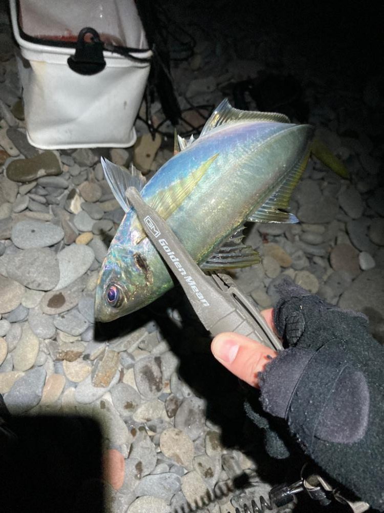 寒波の尺アジング