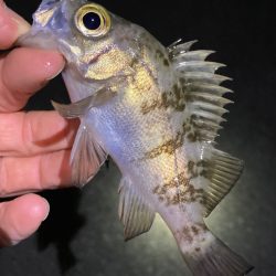 なんとかアジ、メバル