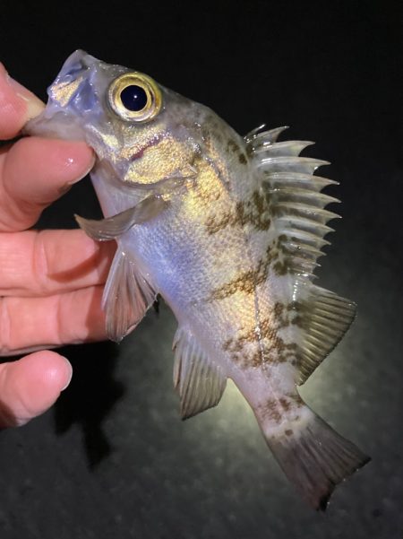 なんとかアジ、メバル