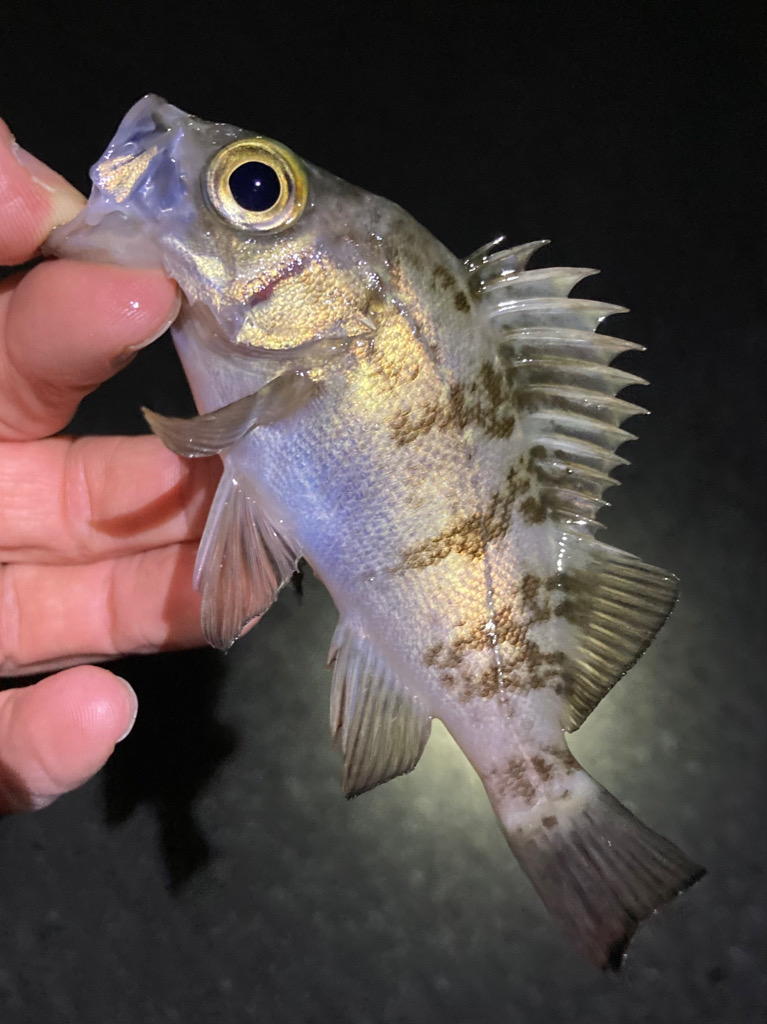 なんとかアジ、メバル