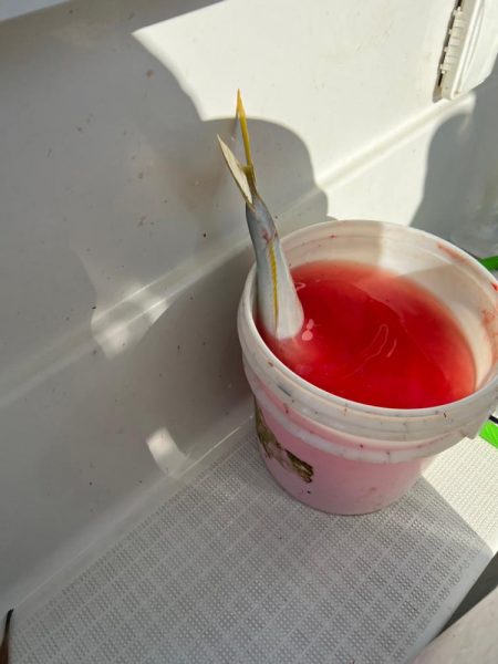 コレ横綱が持つやつ!!