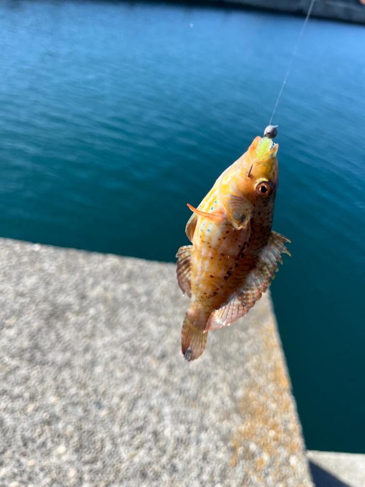 アジングワームで釣りました。
