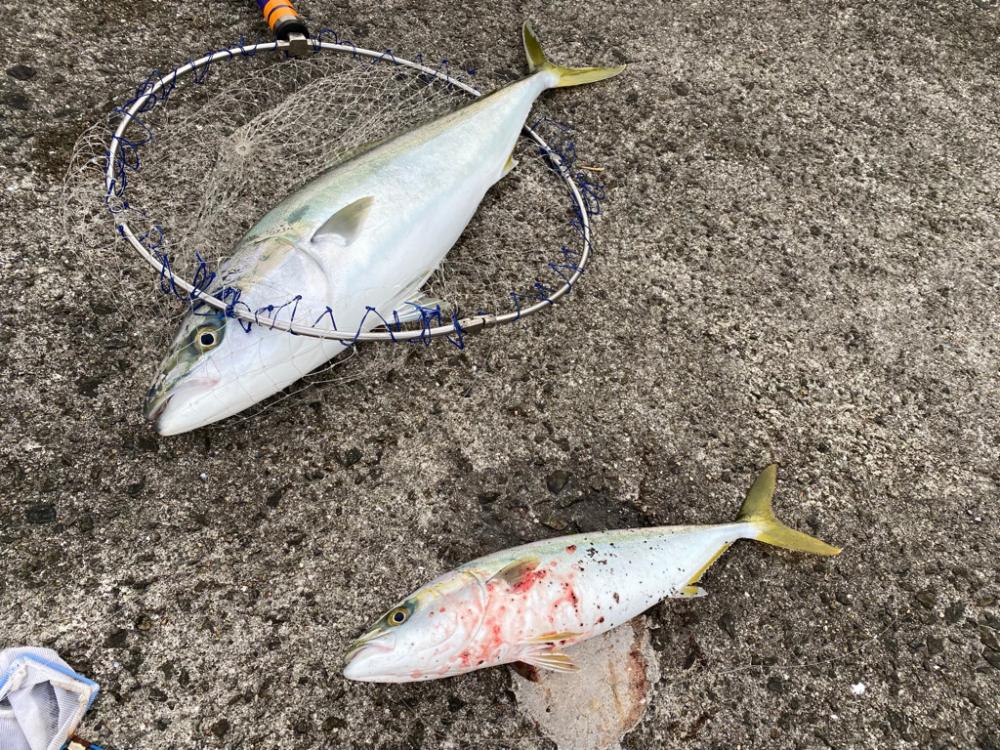 ノマセ好調‼️