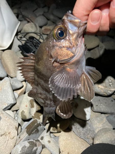 フロートメバリング