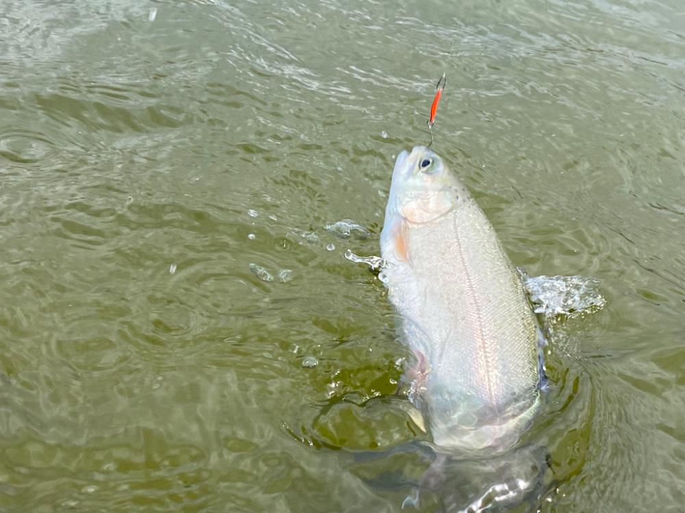 本年のあがり鱒