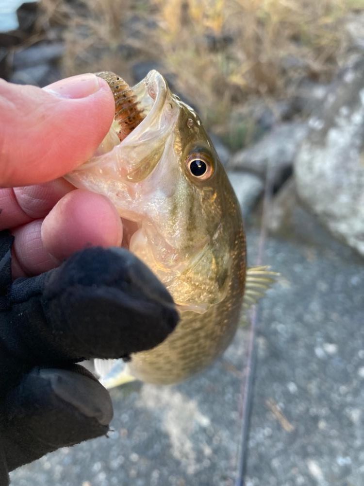 寒波到来もまだまだ釣れる！