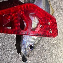 鯵を探して三千里Vel.16