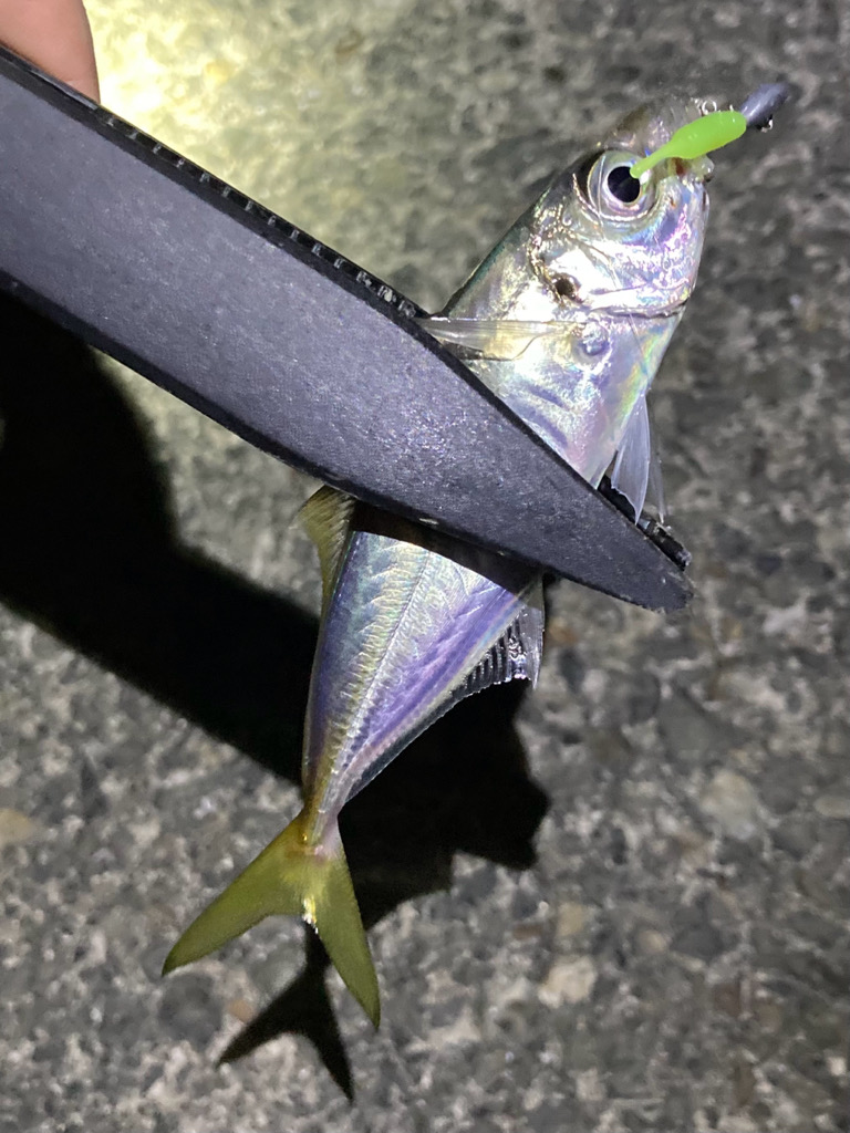 渋い大潮ライトゲーム