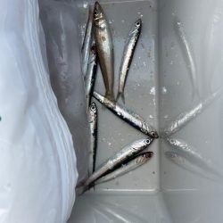 アジングデビュー戦🐟♬