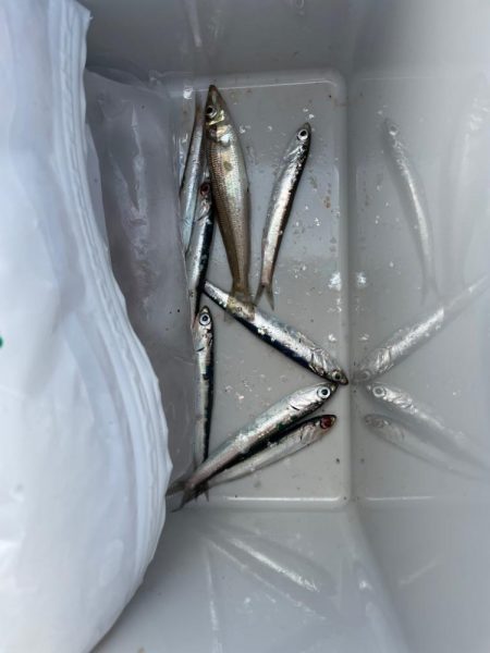 アジングデビュー戦🐟♬