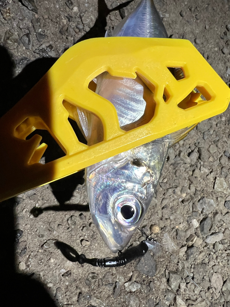 鯵を探して三千里Vel.11