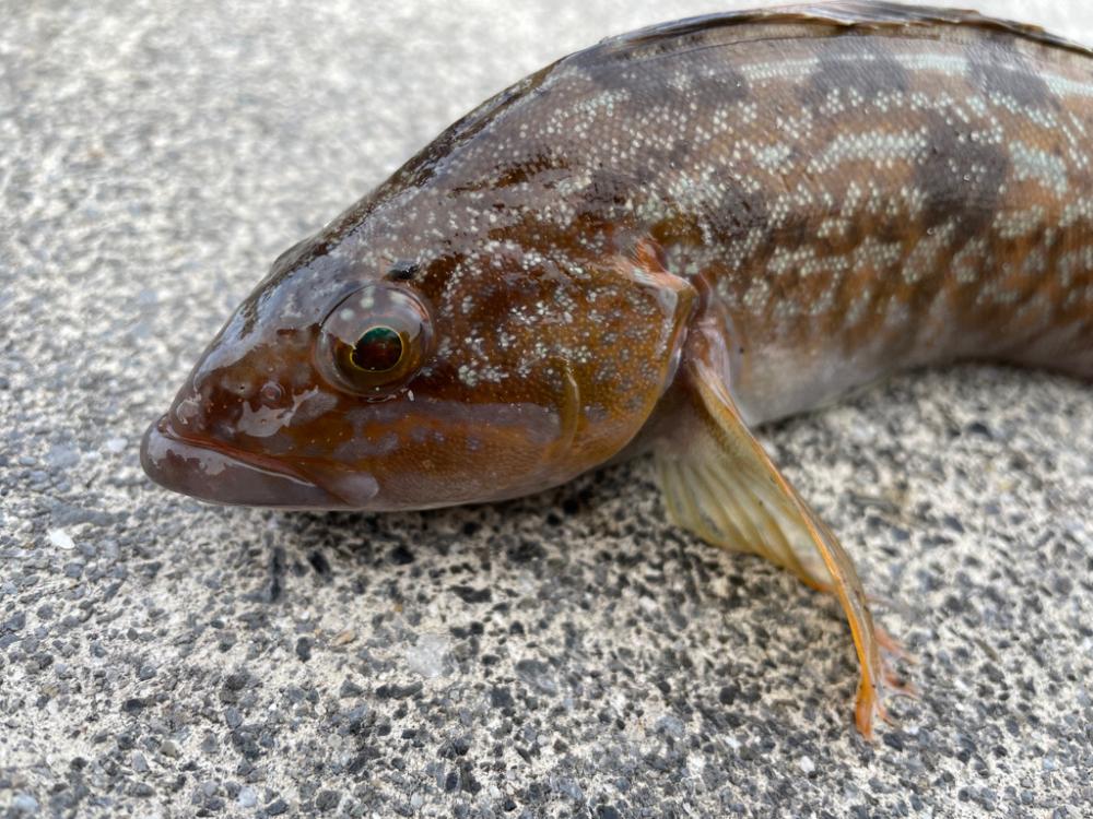 年末ロックフィッシュ！