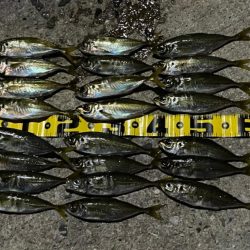 アジングたのしい〜