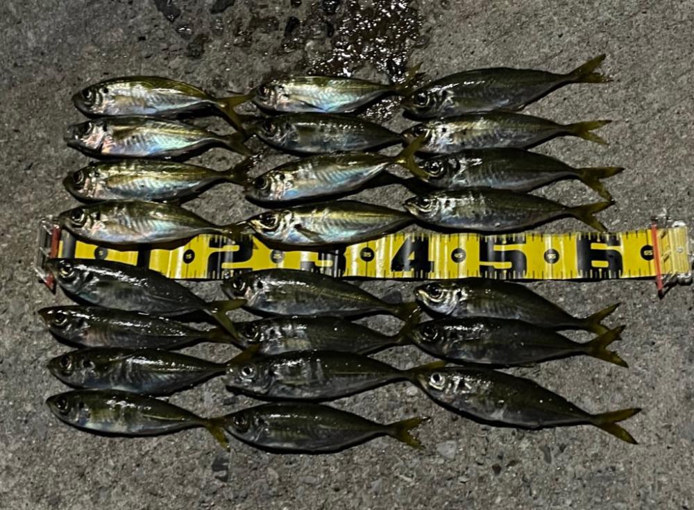 アジングたのしい〜