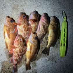 アジング、メバリング