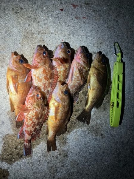 アジング、メバリング