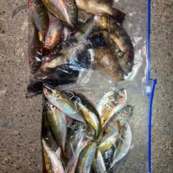 アジング、メバリング