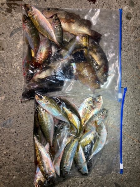 アジング、メバリング