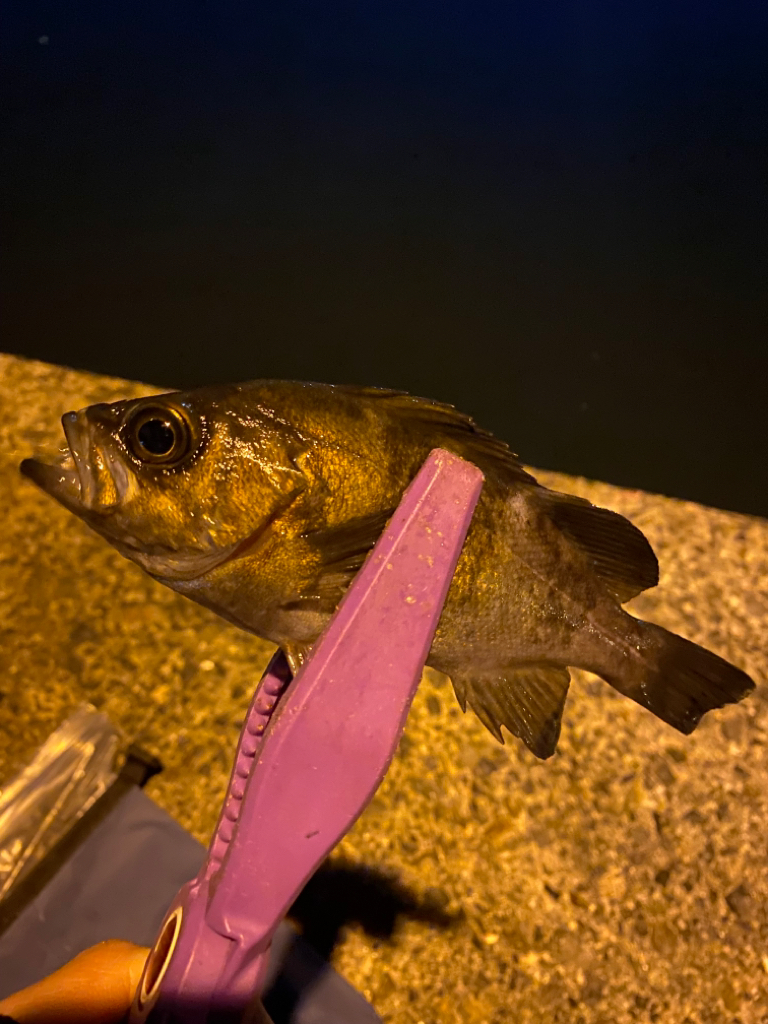 大阪湾奥アジング