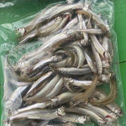 花山湖ドーム船ワカサギ