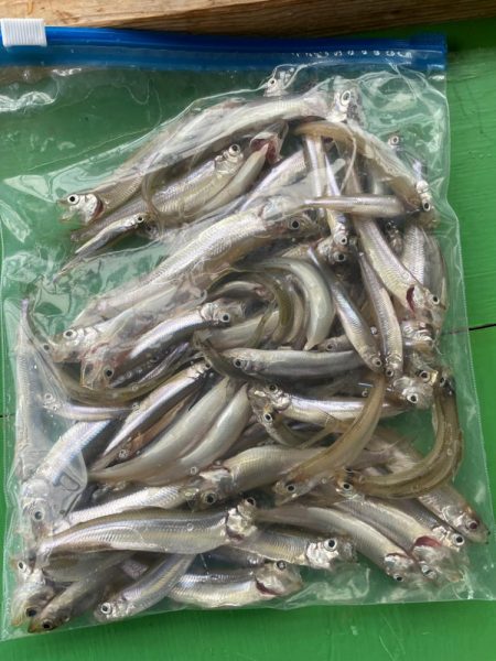 花山湖ドーム船ワカサギ