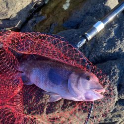 沖磯でフカセ釣り