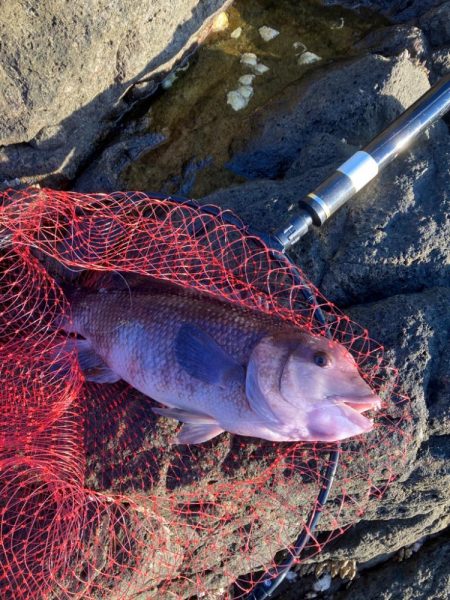 沖磯でフカセ釣り