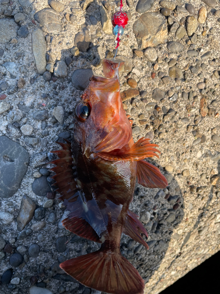 帰ってきた穴釣り