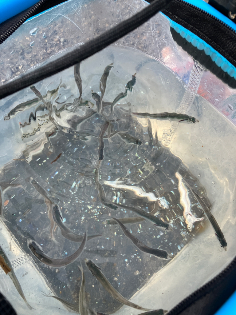 サゴシのノマセ釣り