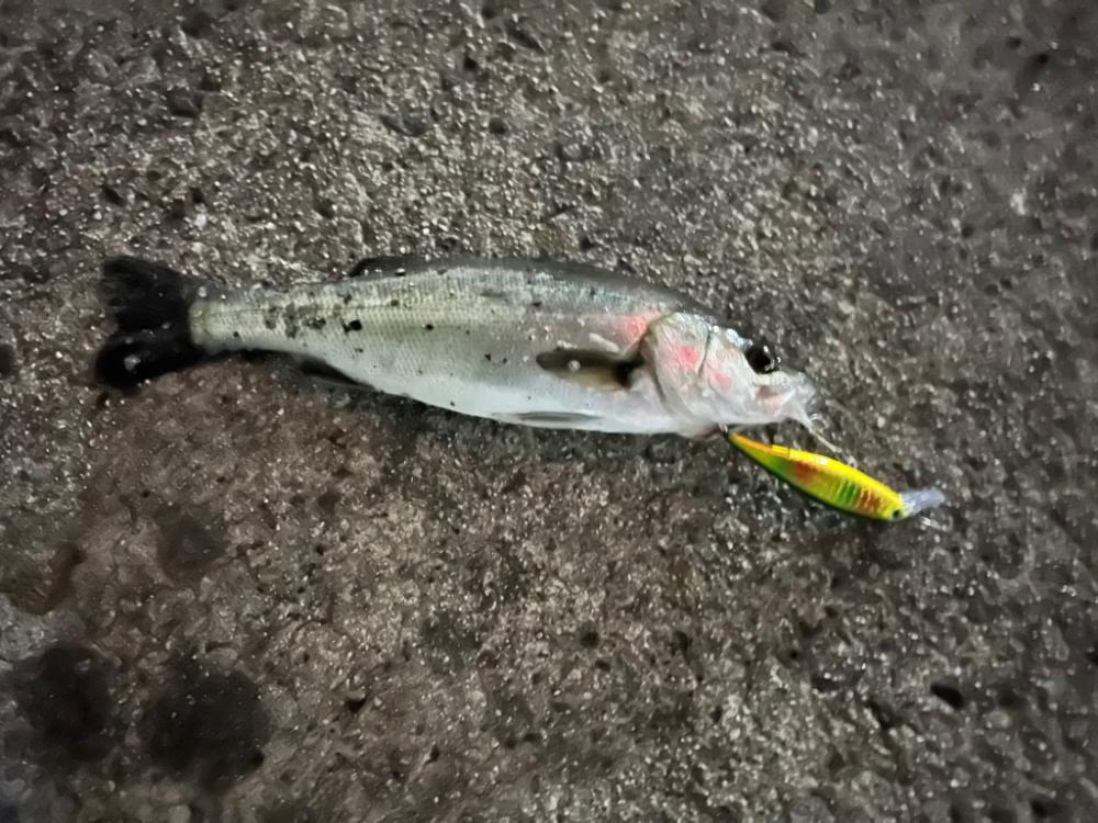 年末釣行ほぼランカー捕獲!