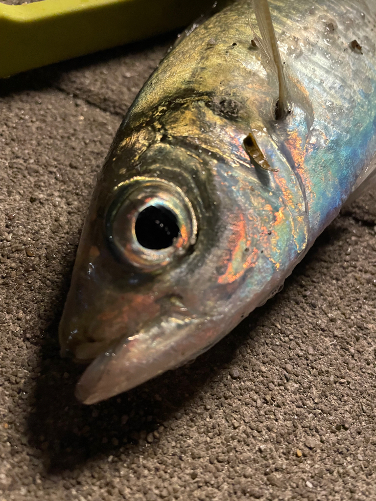 アジゲーサバゲー