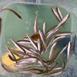 小さい群がポツポツと