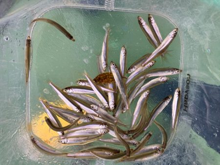 小さい群がポツポツと