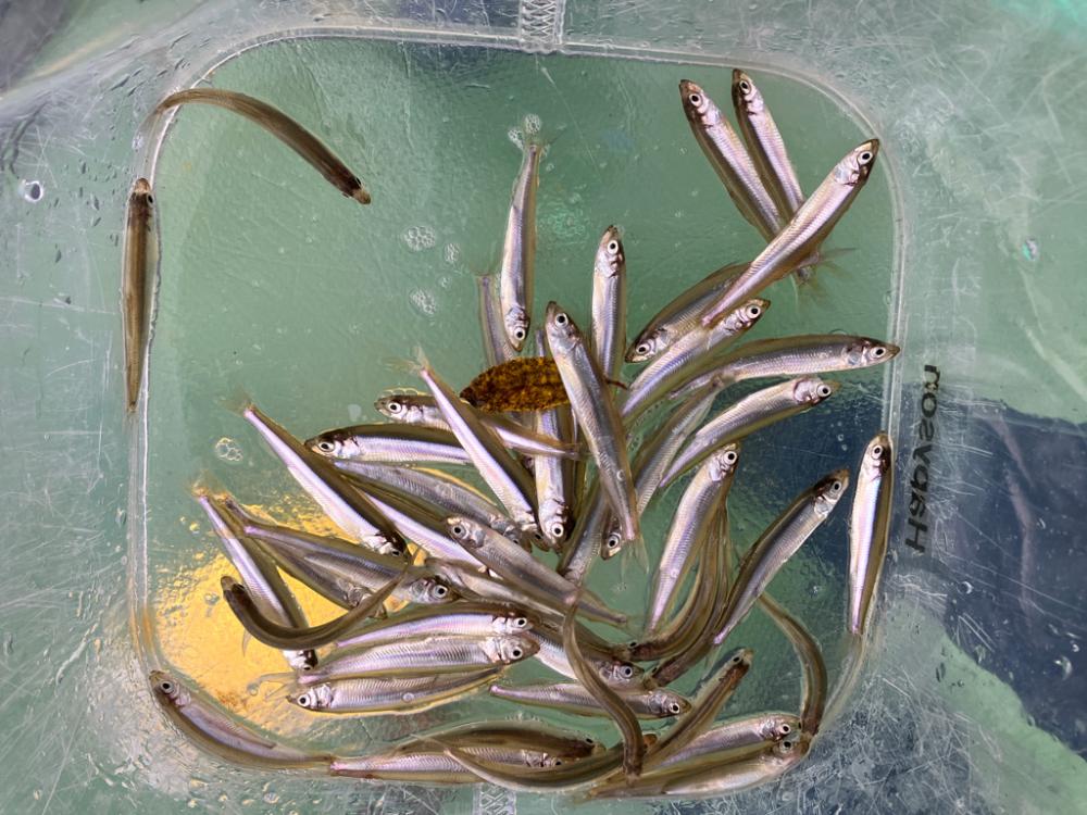 小さい群がポツポツと