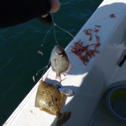 初のカワハギ釣り