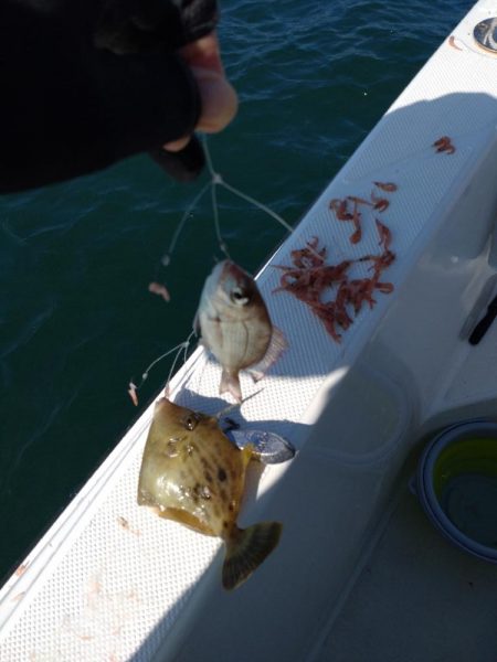 初のカワハギ釣り