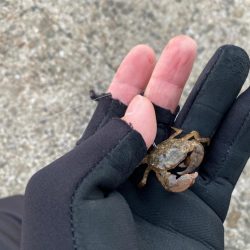 初冬でもチヌは気軽に狙える