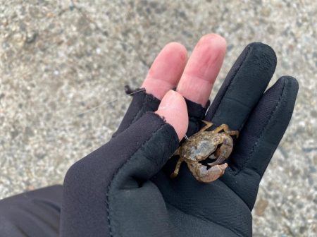 初冬でもチヌは気軽に狙える