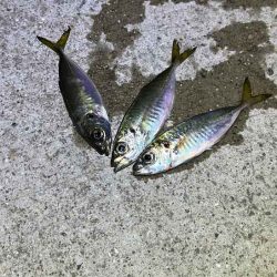 無限ではなかった豆ラッシュ