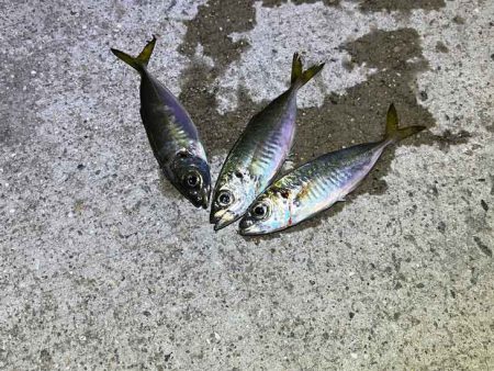 無限ではなかった豆ラッシュ