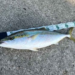 ビッグバッカーHWさえ投げてれば青物釣れる！